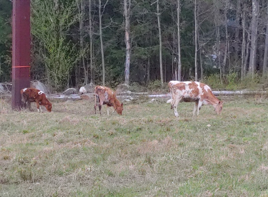 Cows grazing